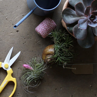 Indoor Gardening