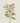 Catharanthus roseus Florilegium Postcard