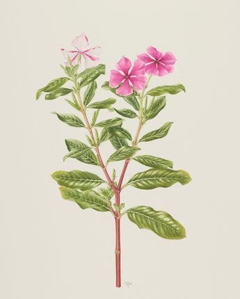 Catharanthus roseus Florilegium Postcard