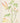 Ipomoea lobata Florilegium Postcard