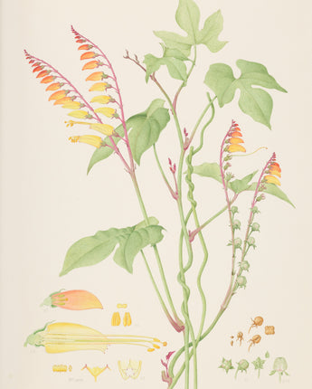 Ipomoea lobata Florilegium Postcard