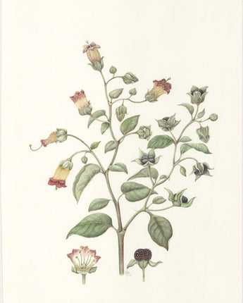 Atropa belladonna Florilegium Postcard