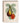 Fig Plant Card