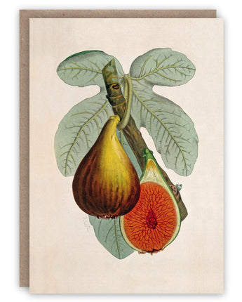 Fig Plant Card