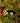 Badger Embroidered Decoration