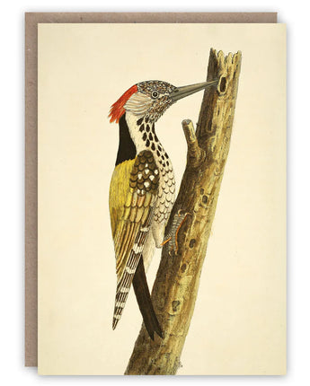 Woodpecker - Card