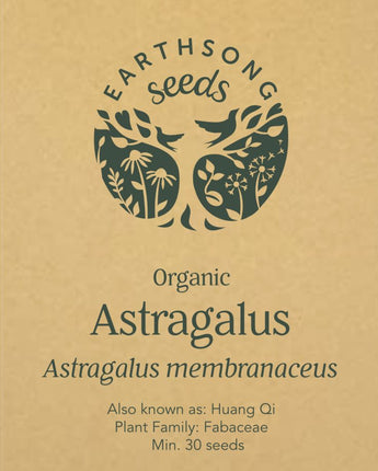 Astragalus (Astragalus membranaceus) Earthsong Seeds