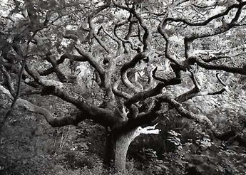 Oak Tree - Card