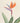 Strelitzia reginae