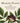 Healing Plants (Blackwells Curious Herbal)