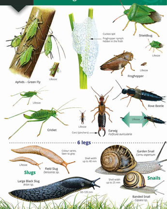 Garden bugs and beasties Wild ID Guide