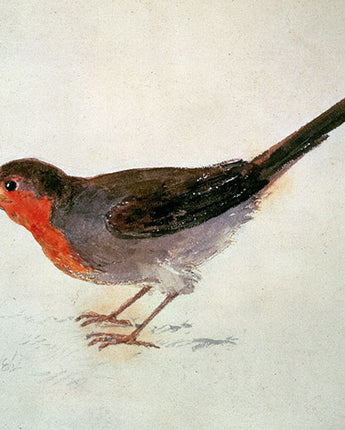 Robin from the Farnley Book of Birds - card