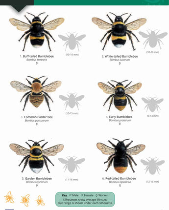 Bees of Britain Wild ID Guide