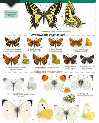 Butterflies of Britain and Ireland Wild ID Guide