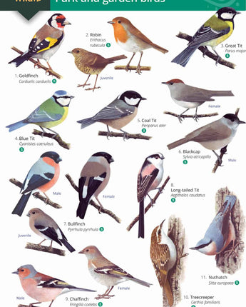 Park and Garden Birds Wild ID Guide