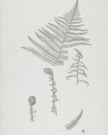 Dryopteris felix-mas - male fern