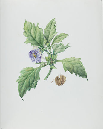 Nicandra physalodes - apple of Peru