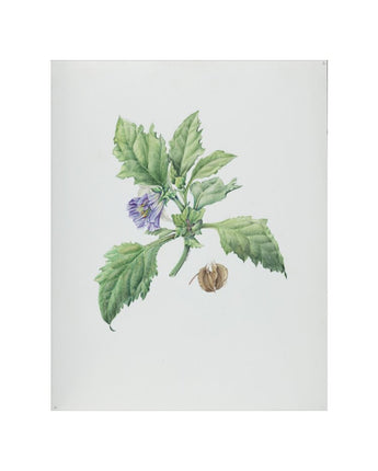 Nicandra physalodes - apple of Peru