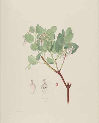 Arctostaphylos glauca - bigberry manzanita