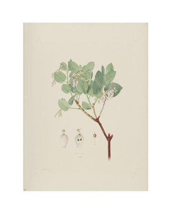 Arctostaphylos glauca - bigberry manzanita