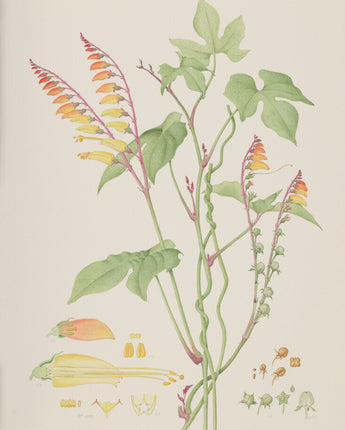 Ipomea lobata - Spanish flag vine