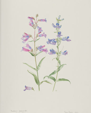 Penstemon heterophyllus 'Heavenly Blue' - foothill beardtongue
