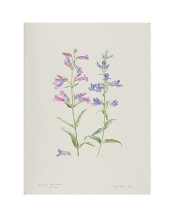 Penstemon heterophyllus 'Heavenly Blue' - foothill beardtongue