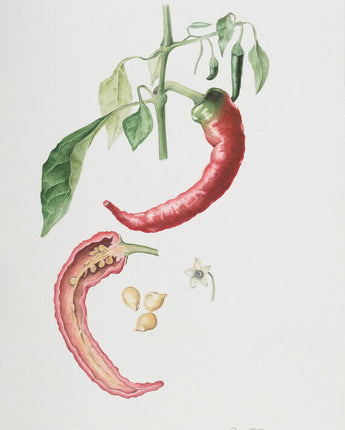 Capsicum annuum ‘Nardello’ - Chili Pepper