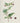 Atropa Belladonna - Deadly nightshade