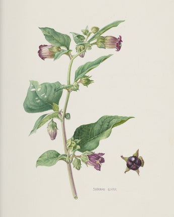 Atropa Belladonna - Deadly nightshade