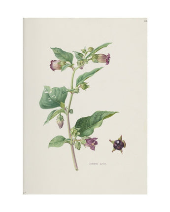 Atropa Belladonna - Deadly nightshade