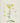 Oenothera biennis - evening primrose
