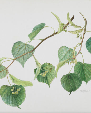 Tilia cordata - small-leaved lime