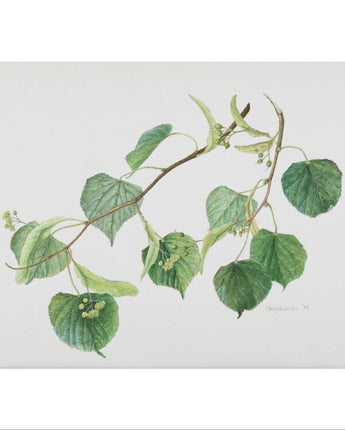 Tilia cordata - small-leaved lime