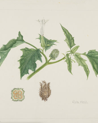 Datura stramonium - thorn apple