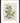 Atropa belladonna - deadly nightshade