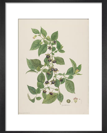 Atropa belladonna - deadly nightshade