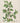 Atropa belladonna - deadly nightshade