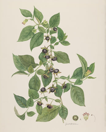 Atropa belladonna - deadly nightshade