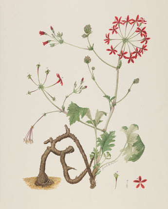 Pelargonium ardens - Geranium