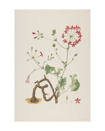 Pelargonium ardens - Geranium