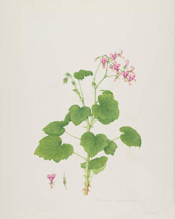 Pelargonium papillionaceum - butterfly geranium