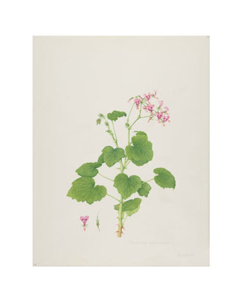 Pelargonium papillionaceum - butterfly geranium