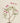 Pelargonium ‘Splendide’