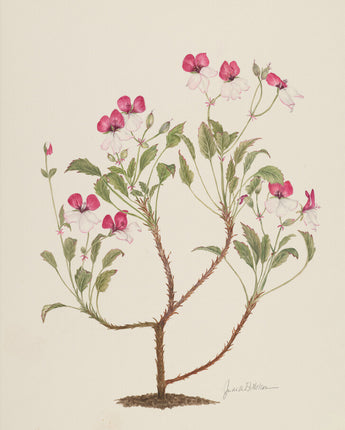 Pelargonium ‘Splendide’