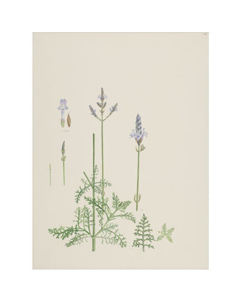 Lavandula canariensis - Canary Island lavender