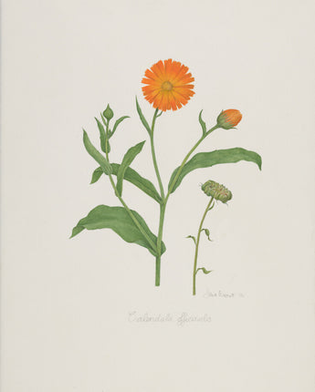 Calendula officinalis - common marigold