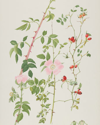 Rosa canina - dog rose