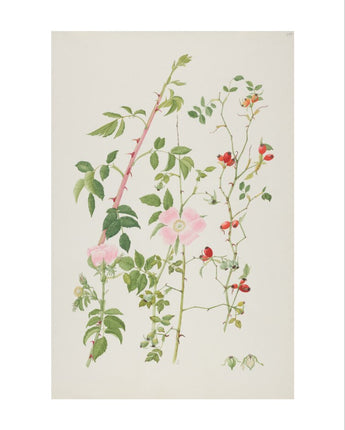 Rosa canina - dog rose