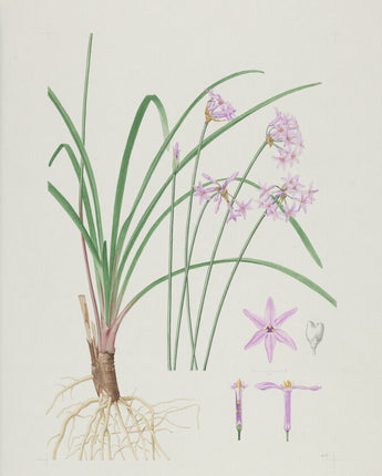 Tulbaghia violacea - wild garlic